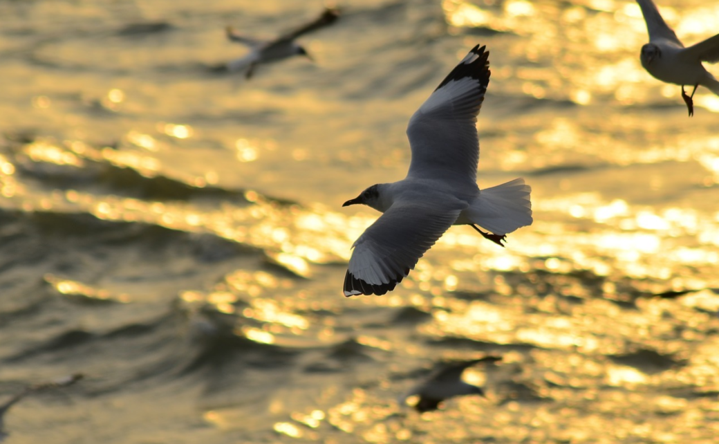 Muslims Around The Globe: Bangladesh. ocean, bird, qpeace.net