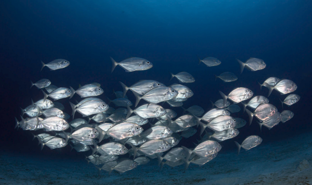 Three of the deepest lakes of the world are located in Indonesia.