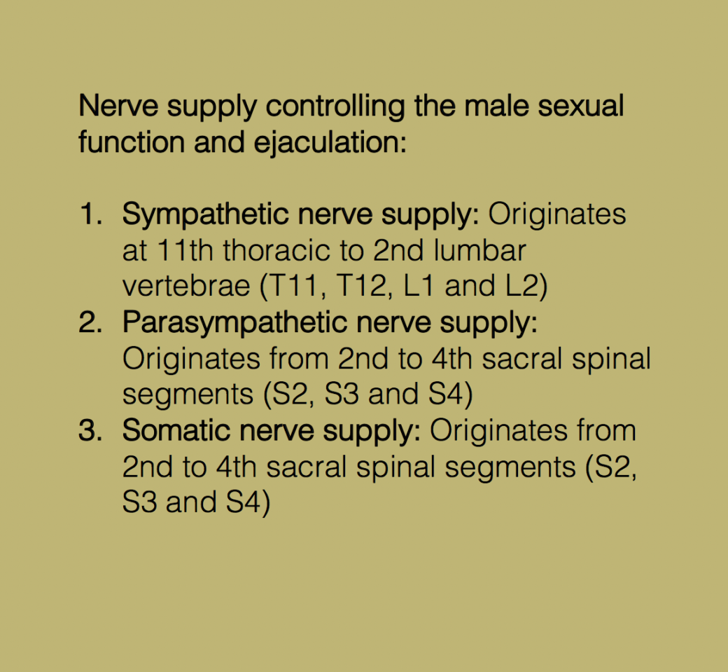 Anatomy of semen ejaculation