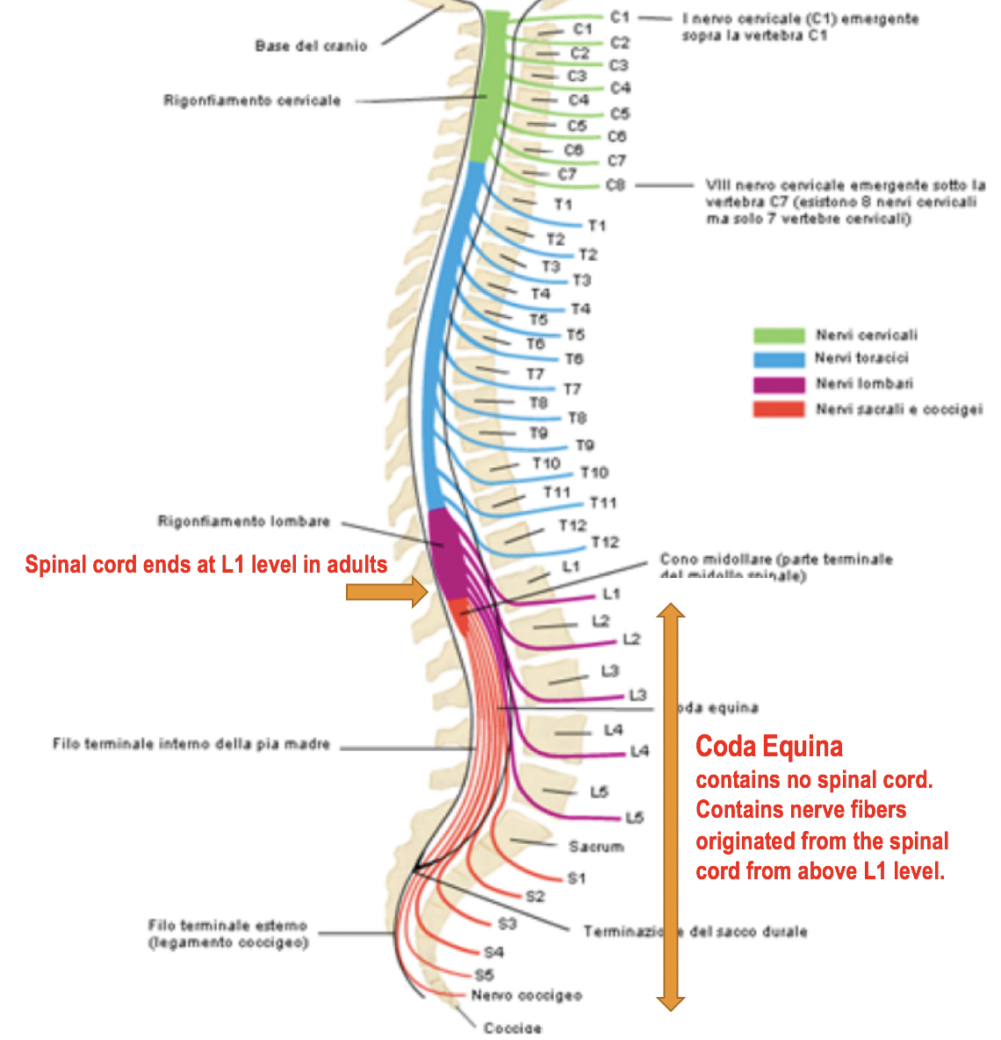 The Quranic account of  Seminal fluid Emission. qpeace.net. 
Coda Equina.
contains no spinal cord. Contains nerve fibers originated from the spinal cord from above L1 level