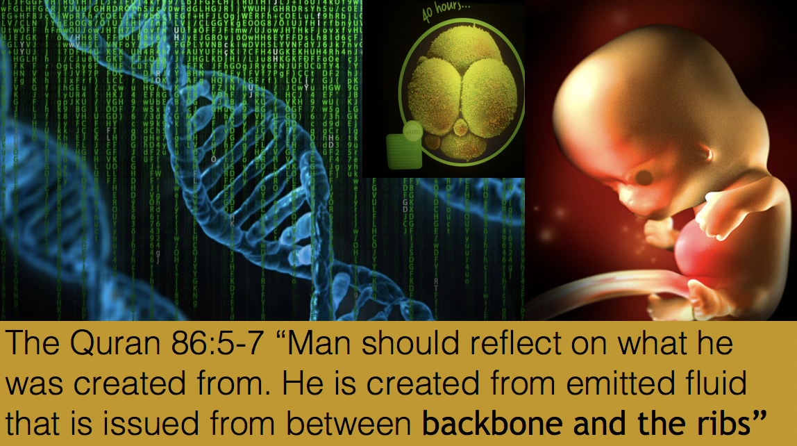 Is The Quranic Account Of Seminal Fluid Emission Consistent With Science 