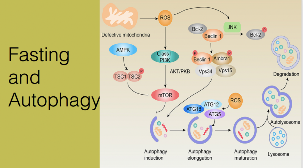 Fasting and the Nobel Prize in Medicine. Autophagy Helps recycle proteins. Proteins from the damaged parts of the cell-body and organelles are converted to reusable Amino acids. 
Amino acids can be reused to build new protein structures inside the cells.
