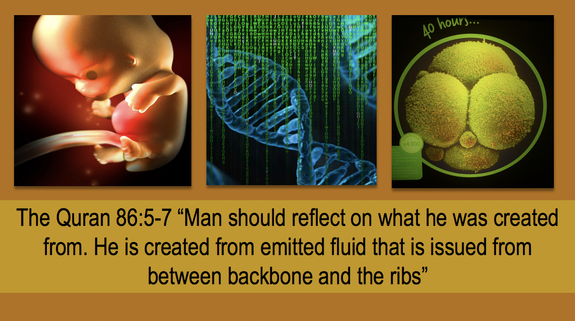 Is The Quranic Account Of Seminal Fluid Emission Consistent With Science 